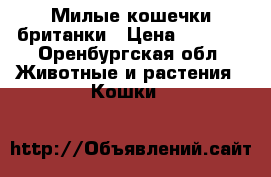 Милые кошечки британки › Цена ­ 2 000 - Оренбургская обл. Животные и растения » Кошки   
